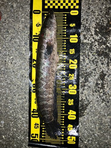 ライギョの釣果