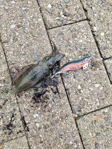 アオリイカの釣果