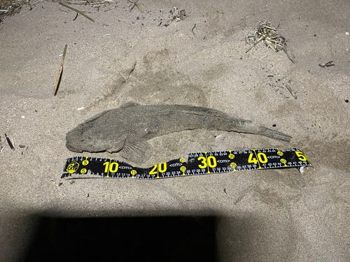マゴチの釣果