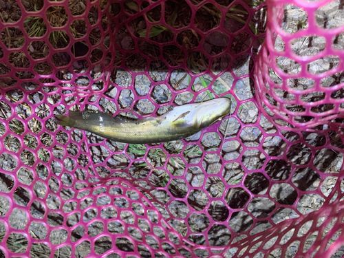 ナマズの釣果