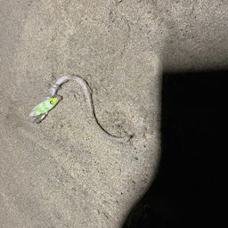 アナゴ