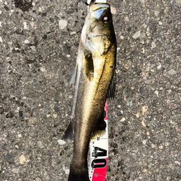 フッコ（マルスズキ）