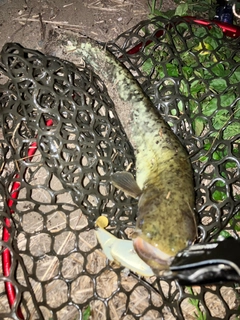 ナマズの釣果