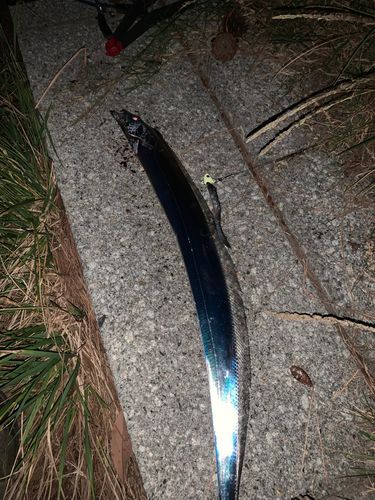 タチウオの釣果