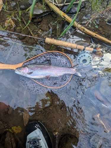 ニジマスの釣果