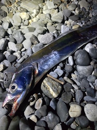 タチウオの釣果