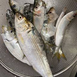コノシロ