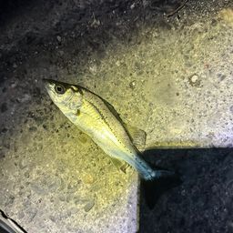 セイゴ（タイリクスズキ）