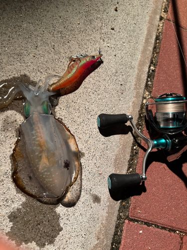 アオリイカの釣果