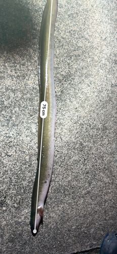 ウナギの釣果
