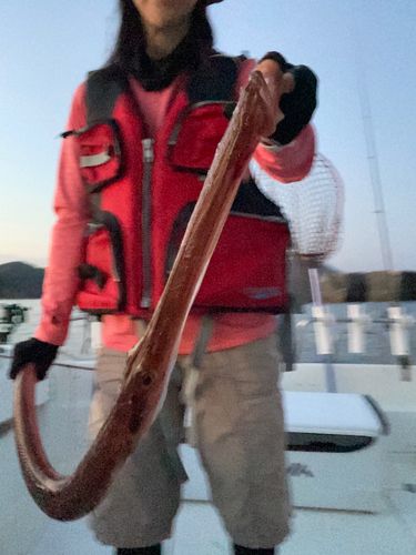 アカヤガラの釣果