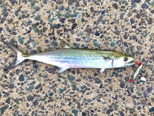 サゴシの釣果