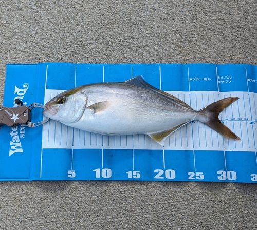 追波湾