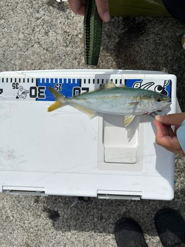 ツバスの釣果