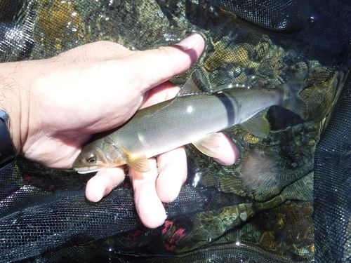 アユの釣果