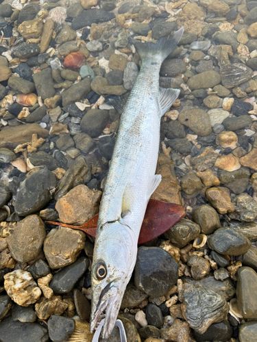 オニカマスの釣果