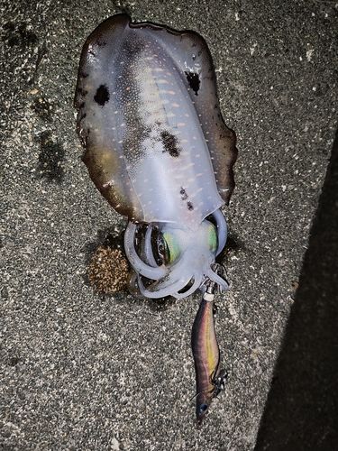アオリイカの釣果