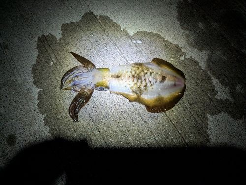戸田湾