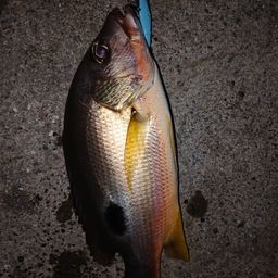 クロホシフエダイ