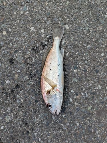 イシモチの釣果