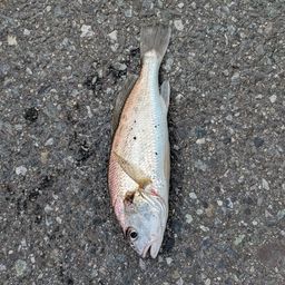 イシモチ
