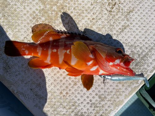 アカハタの釣果
