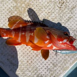 アカハタ