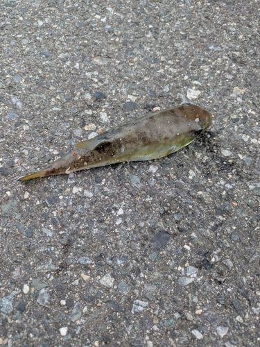 フグの釣果