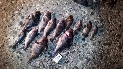 クロソイの釣果