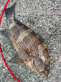 オオモンハタの釣果