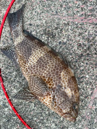 オオモンハタの釣果