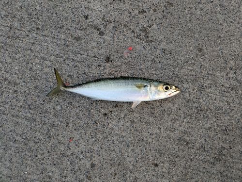 サバの釣果