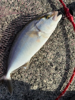カンパチの釣果
