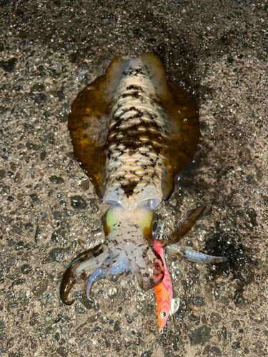 アオリイカの釣果