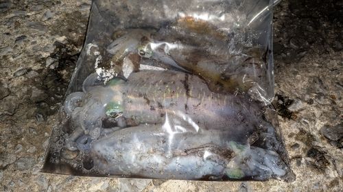 イカの釣果