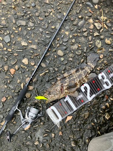 ヤイトハタの釣果