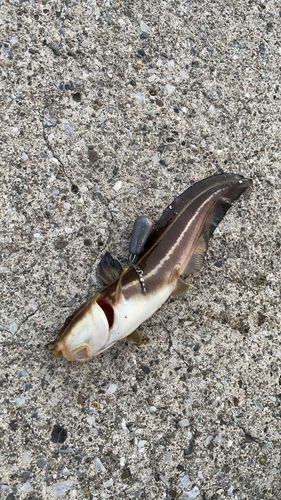 ゴンズイの釣果