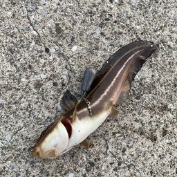 ゴンズイ