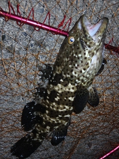 ヤイトハタの釣果