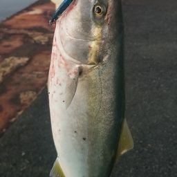 ショゴ