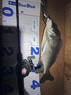 チヌの釣果