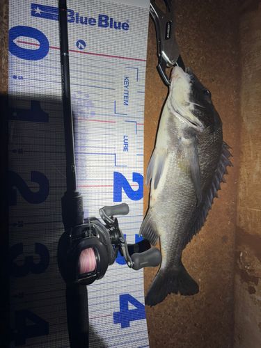 チヌの釣果