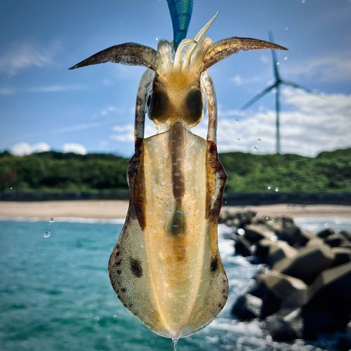 波松海岸