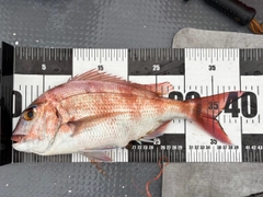 マダイの釣果