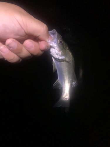 スズキの釣果