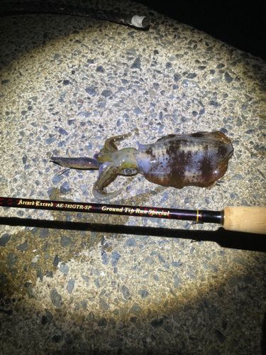 伊根湾