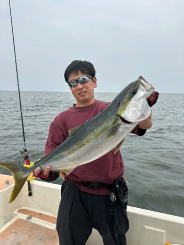 ブリの釣果