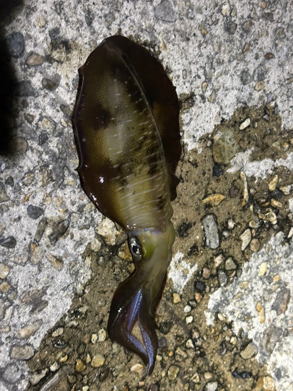 アオリイカ