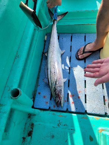 サワラの釣果