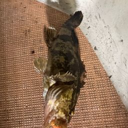 カサゴ